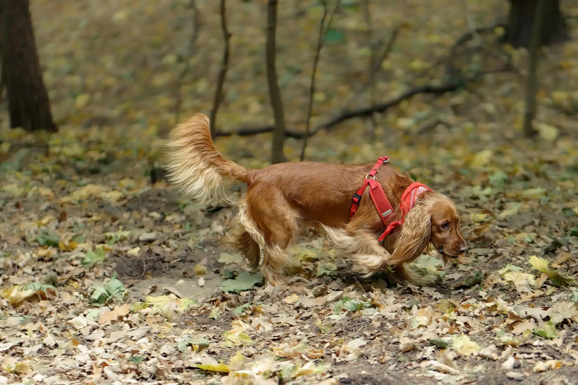 surprising_media-dog-9295650_1920