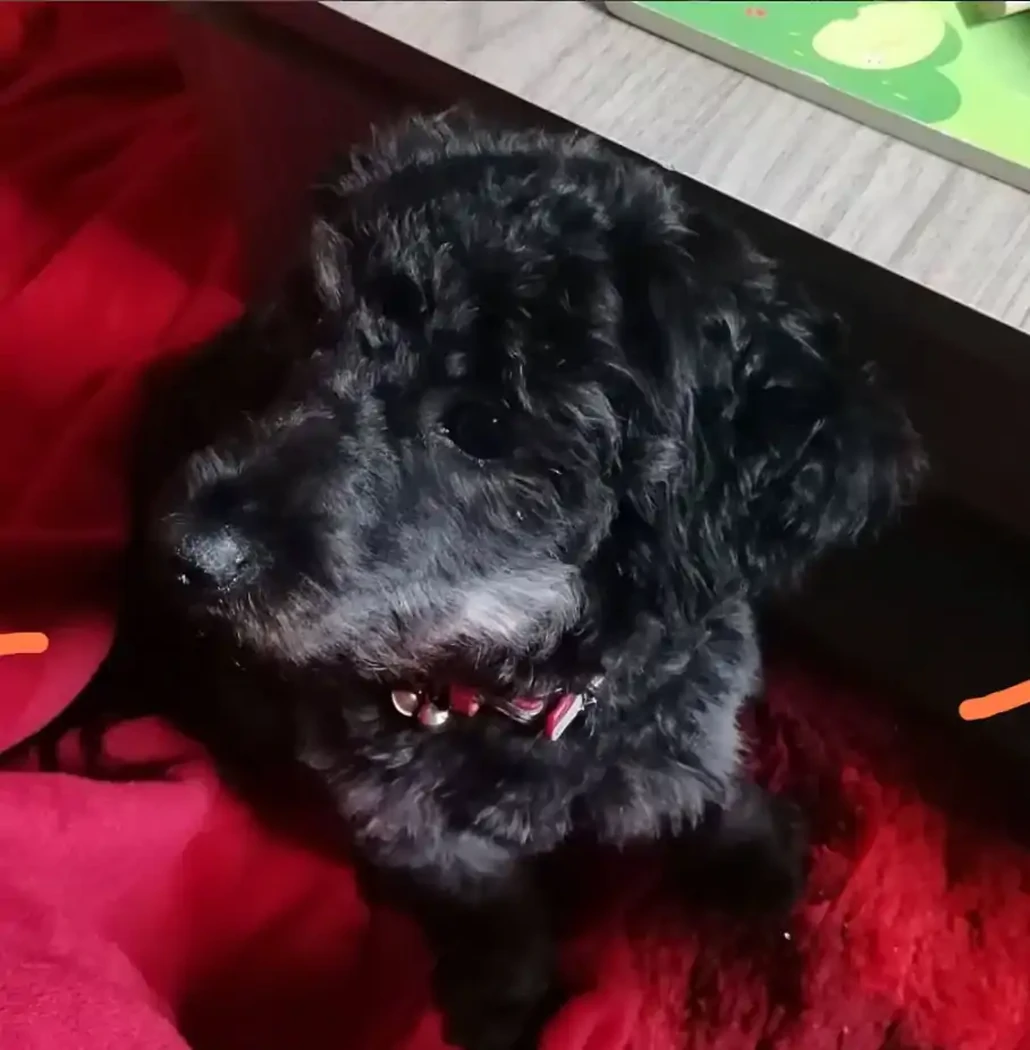 VOLT GRIFFON CANICHE 