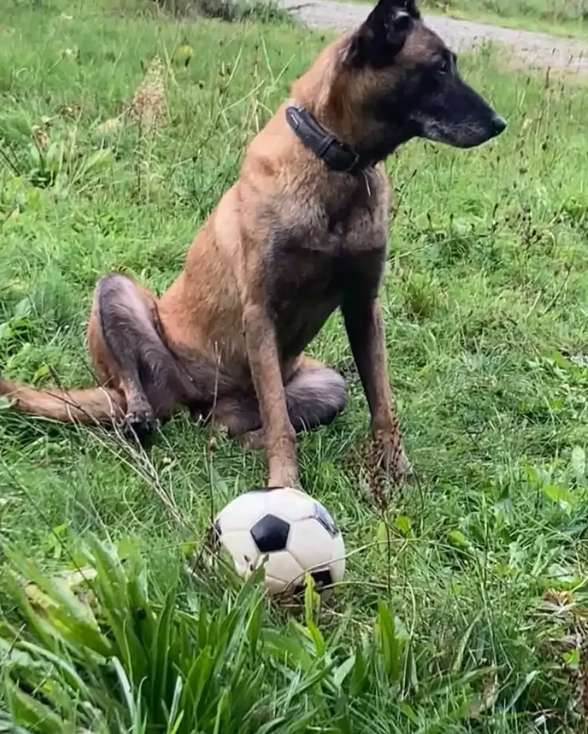 LAIKA BERGER BELGE MALINOIS 