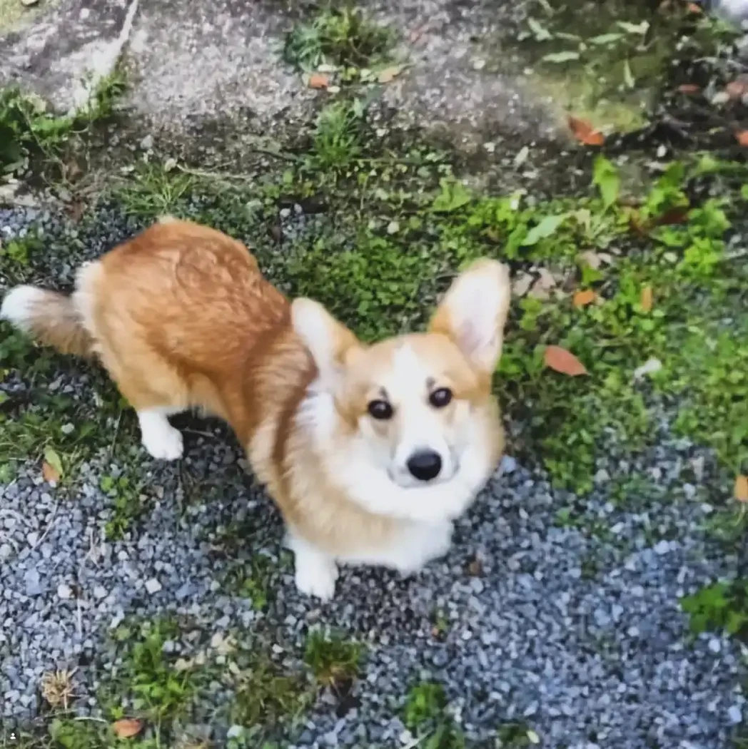 CHANCE WELCH CORGI PEMBROKE 
