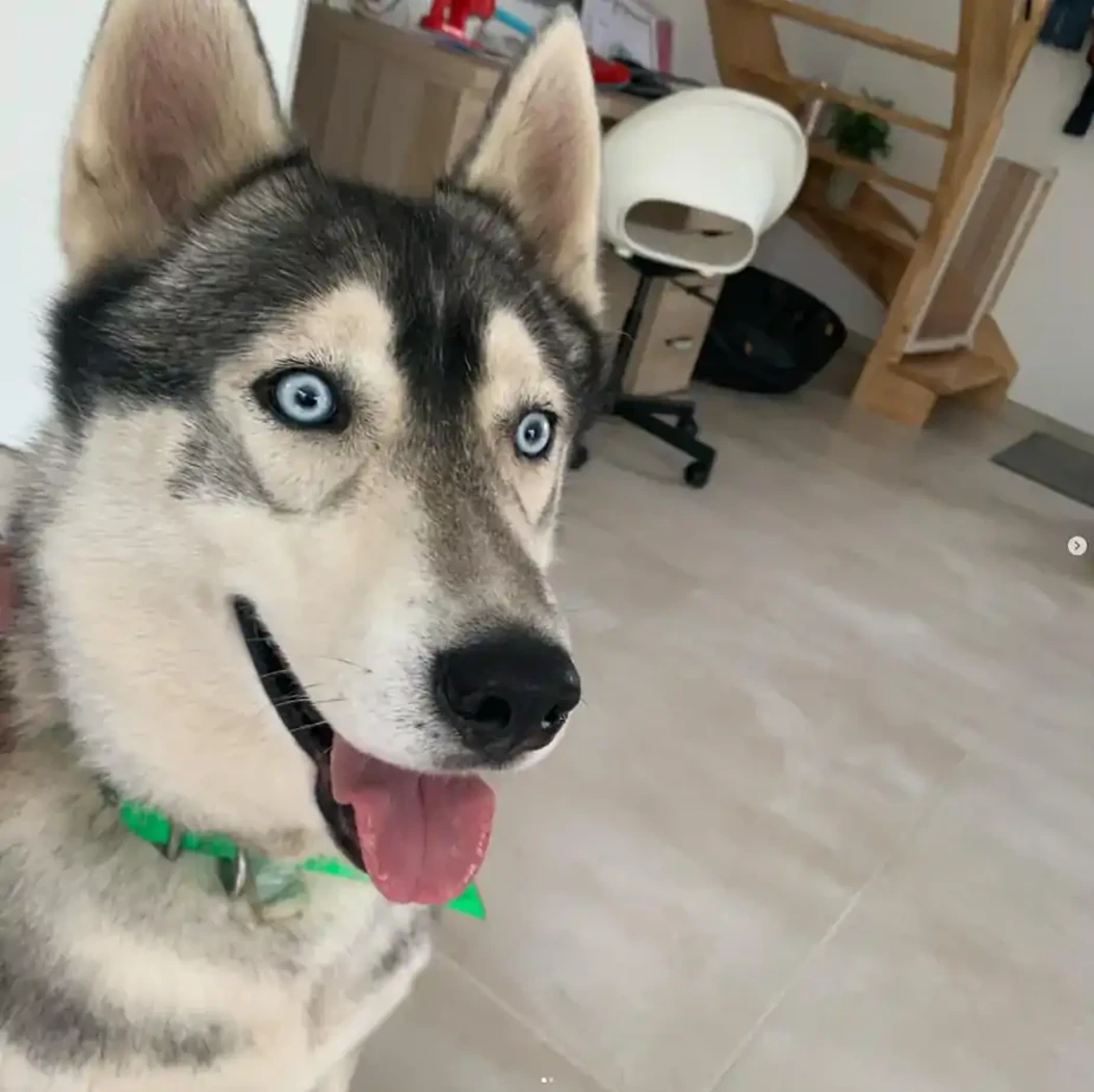 PRESTON HUSKY DE SIBERIE 