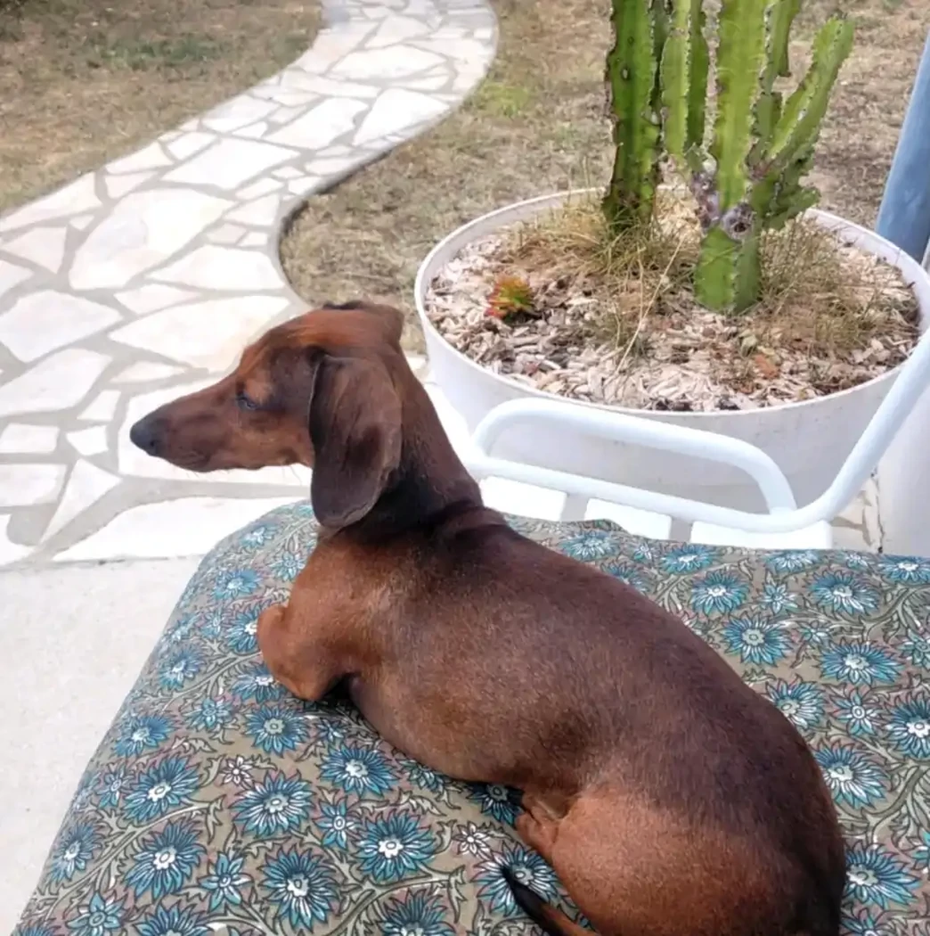 TRUST TECKEL A POIL COURT