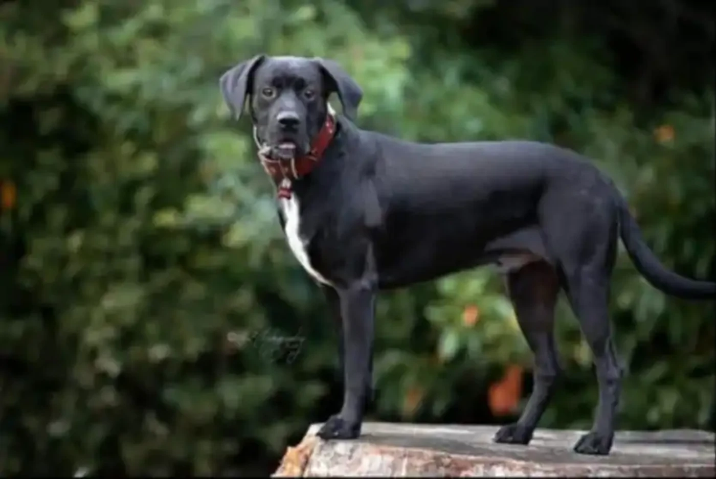 MALI  LABRADOR BOXER