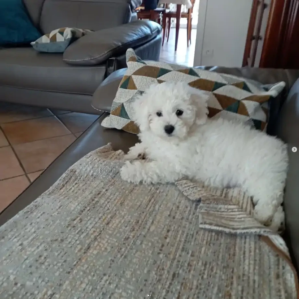 ALSA  BICHON FRISE