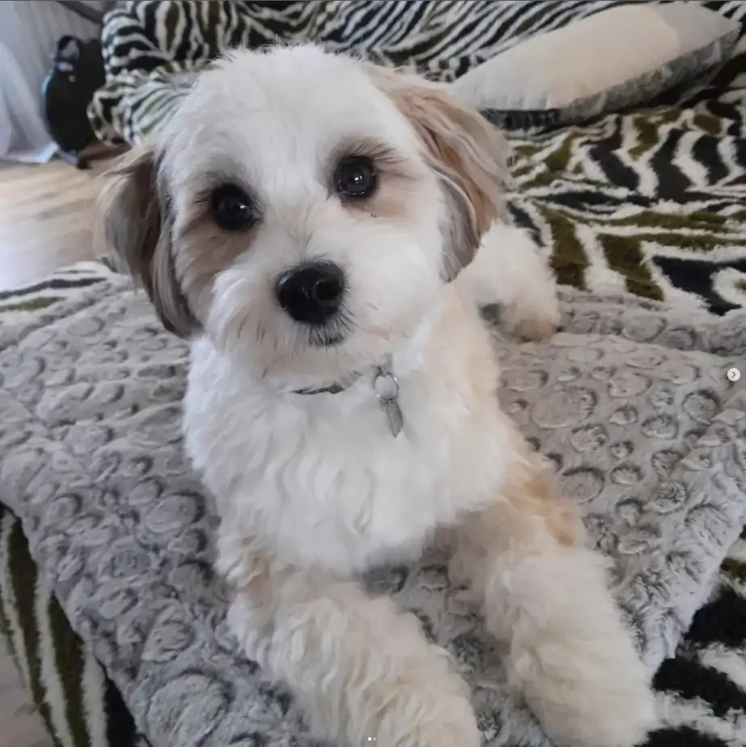 APPY BICHON HAVANAIS 