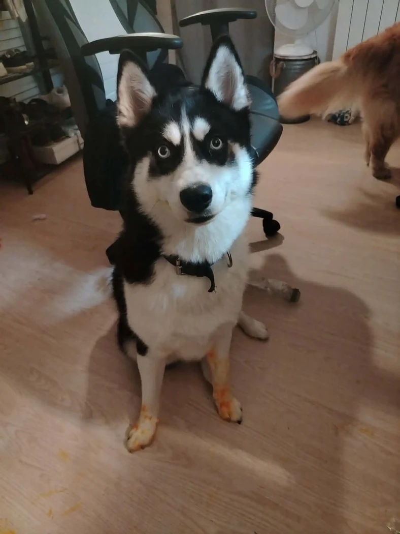 ACE POMSKY