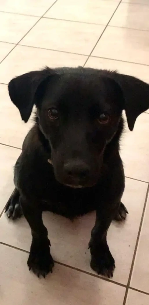 MOKA CROISER RETRIEVER 