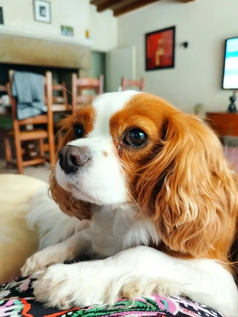 OBIWANE CAVALIER KING CHARLE 