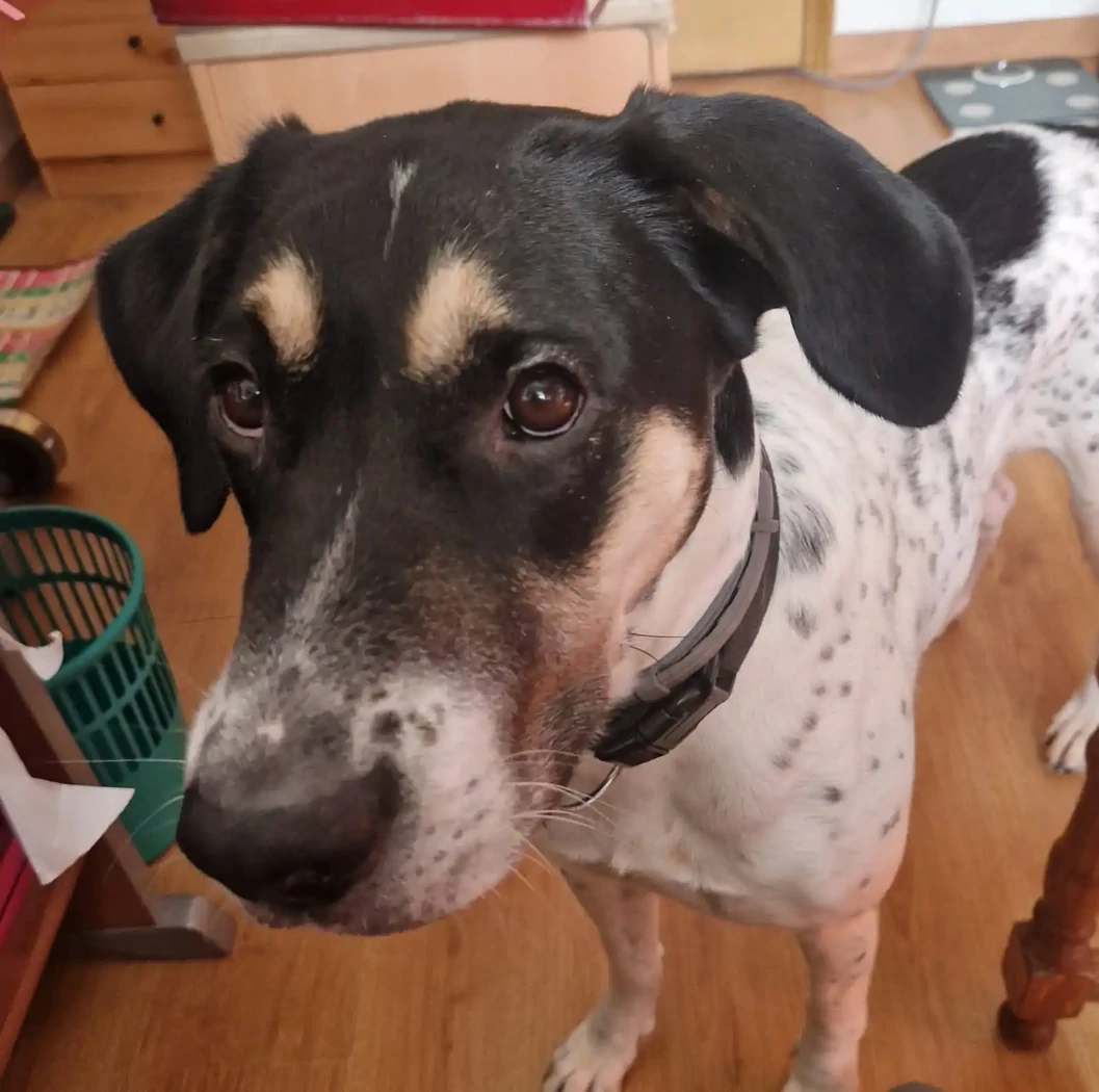 TEQUILA BLEUE DE GASCOGNE 