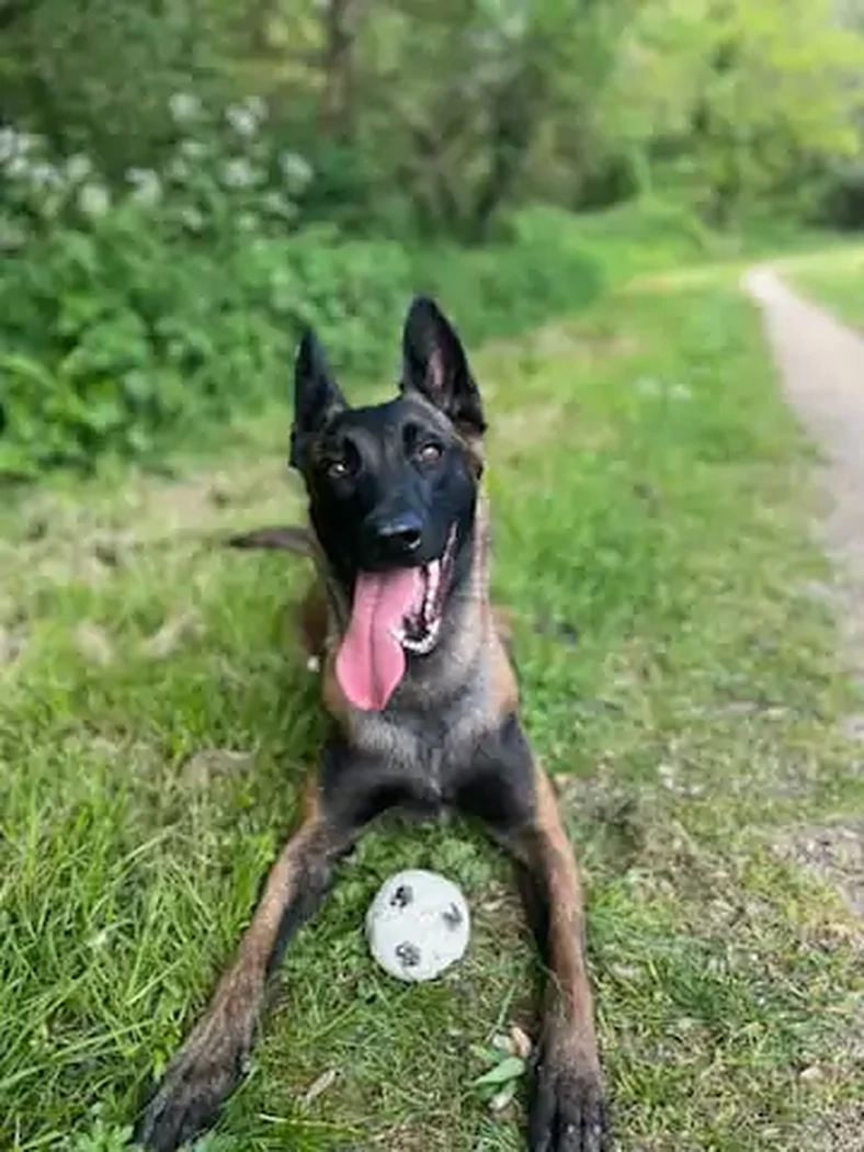 TAYA BERGER BELGE MALINOIS 