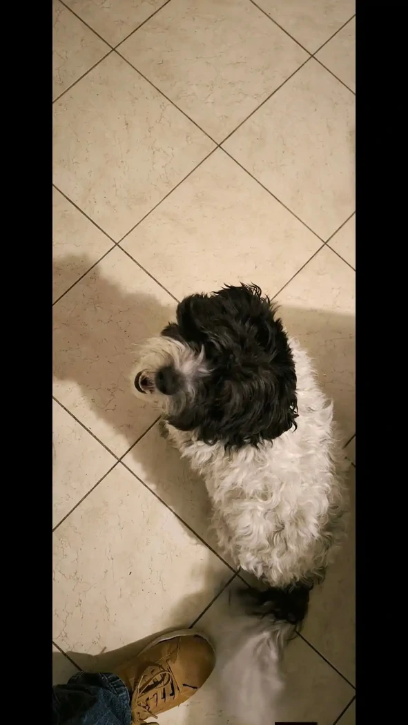 PONCHO  BICHON HAVANAIS 