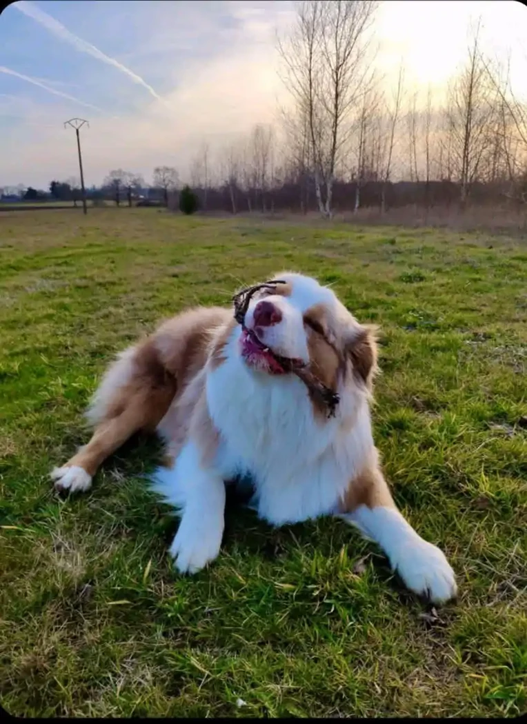 NEWTON BERGER AUSTRALIEN 