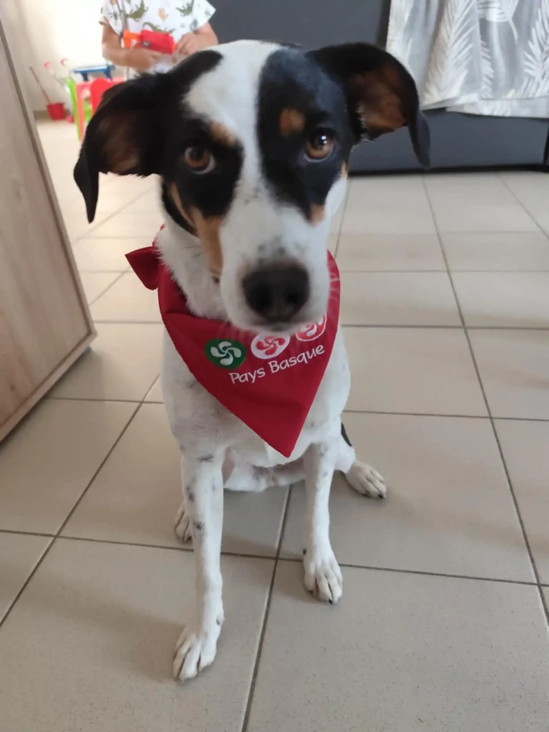 ROCKET BERGER BRESILIEN 